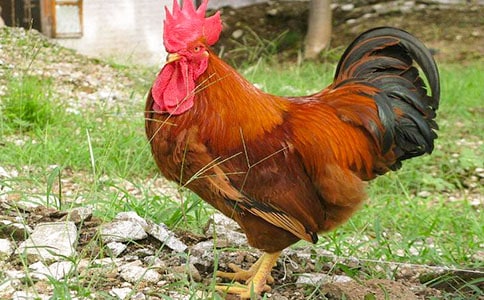 öĹu