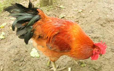 uĸuľA[11ƪ]