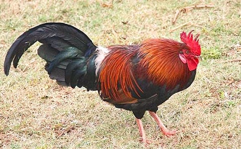 öĹuı؂15ƪ