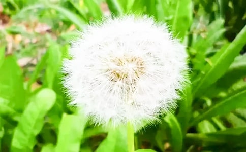 xѹӢƪ