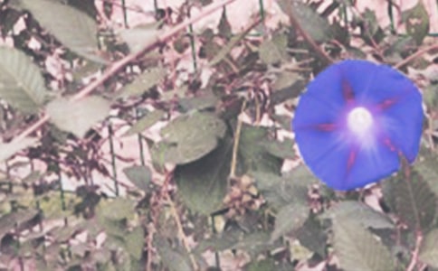 ҵֲ